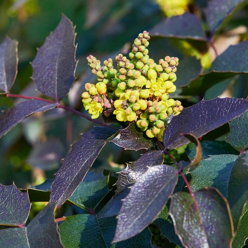 Mahonia – Jak Kwiatów Szukać i Jak Prawidłowo Pielęgnować tę Roślinę?