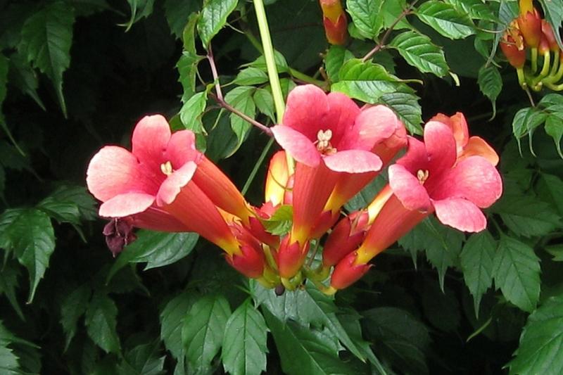 Najpiękniejsze pnącza z wyjątkowymi kwiatami, które zachwycą każdego