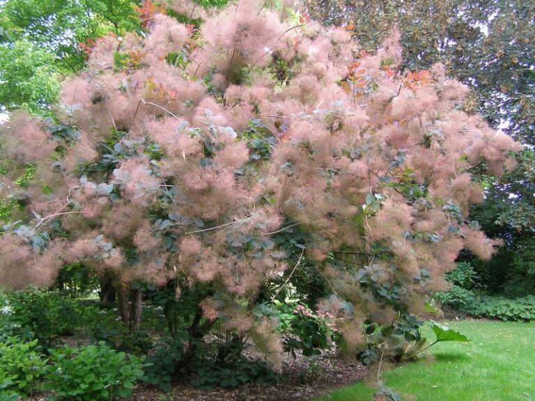 Odkryj piękno krzewów w donicach przed domem: najlepsze gatunki i porady dotyczące sadzenia