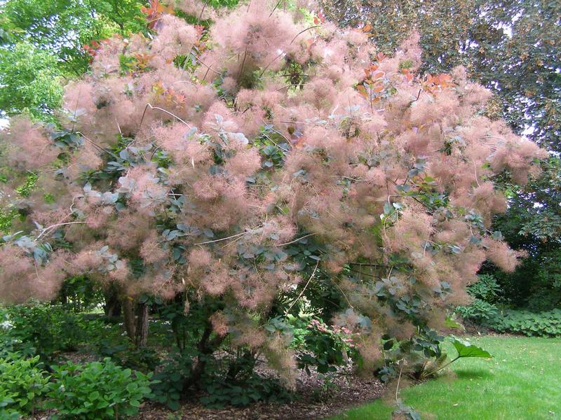 Odkryj piękno krzewów w donicach przed domem: najlepsze gatunki i porady dotyczące sadzenia