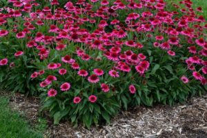 Sekrety pielęgnacji jeżówek, aby kwitły pięknie przez lata