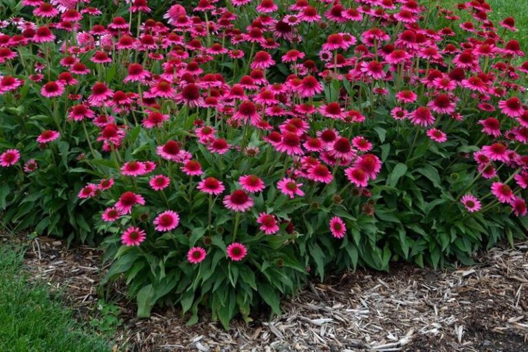 Sekrety pielęgnacji jeżówek, aby kwitły pięknie przez lata