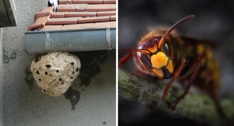 Skuteczne sposoby na to, jak pozbyć się szerszeni w swoim ogrodzie