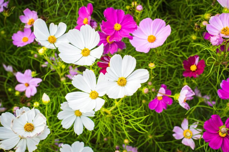 Choroby i szkodniki kosmosów