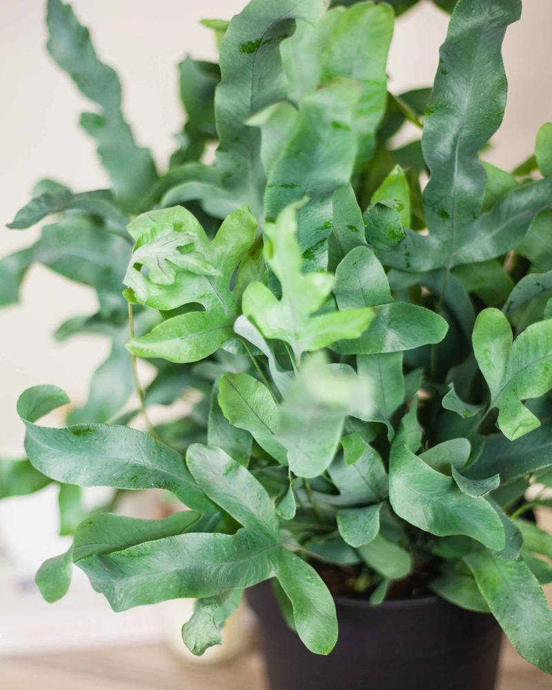 Gatunki roślin do wilgotnej łazienki