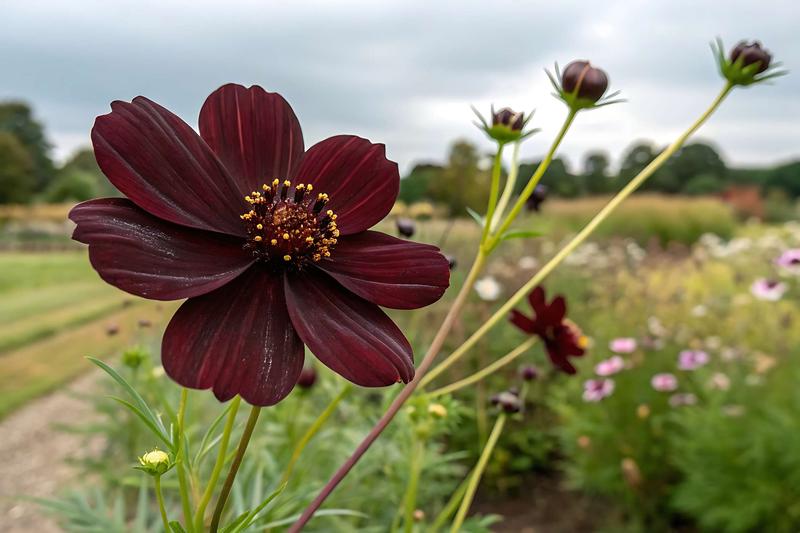 Gleba i nasłonecznienie dla kosmosów