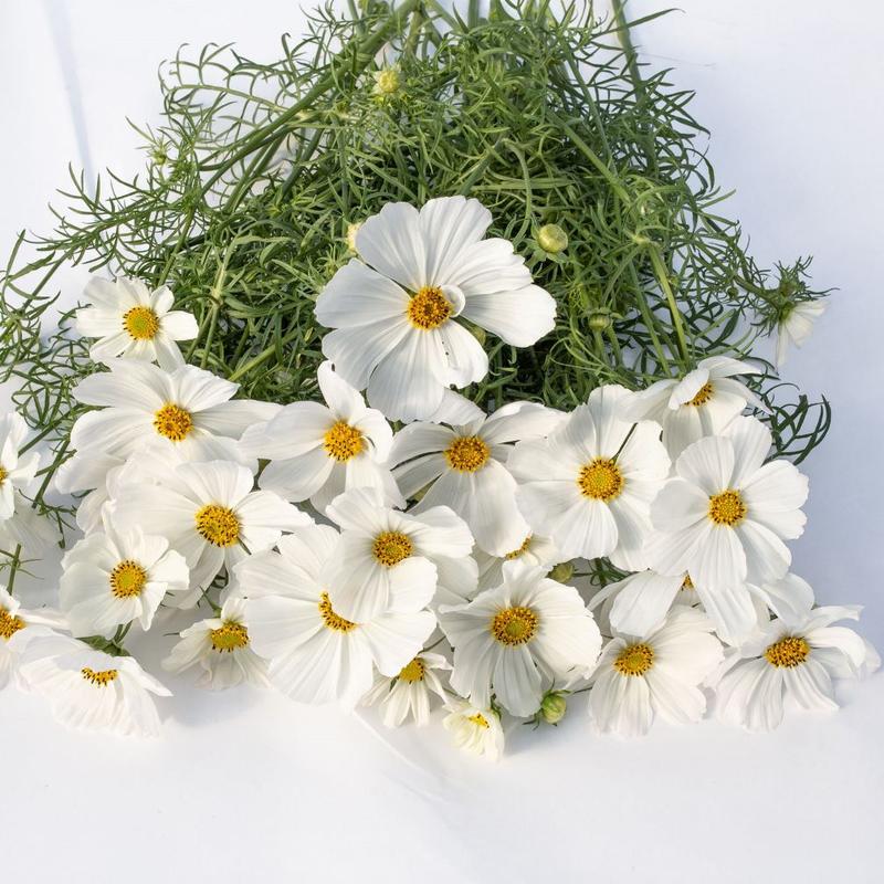 Pielęgnacja kosmosów podlewanie i nawożenie