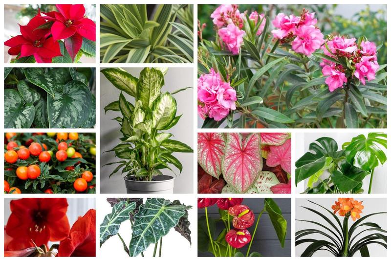 Pielęgnacja roślin w łazience