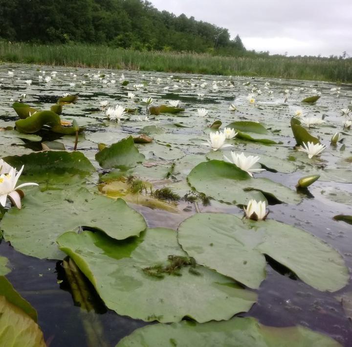 Problemy w uprawie nenufarów