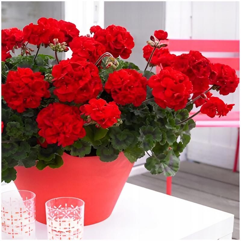 Przechowywanie pelargonii zimą