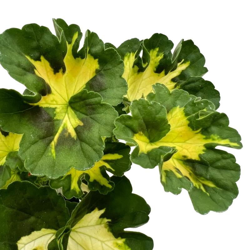 Przycinanie pelargonii na zimę