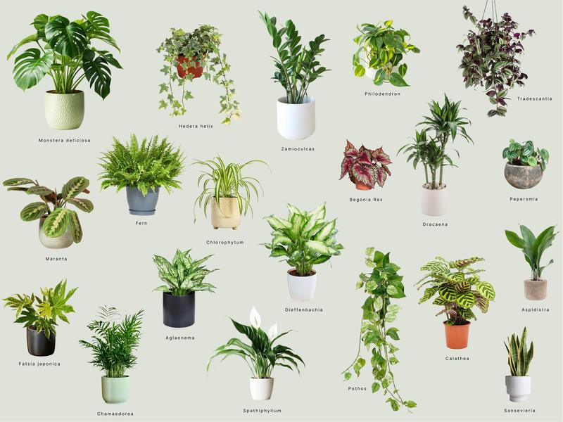 Rośliny doniczkowe do łazienki