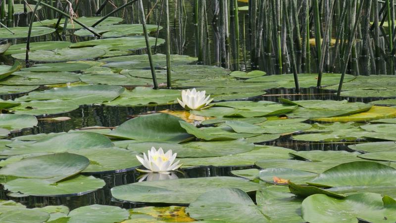 Sadzenie nenufarów w ogrodzie