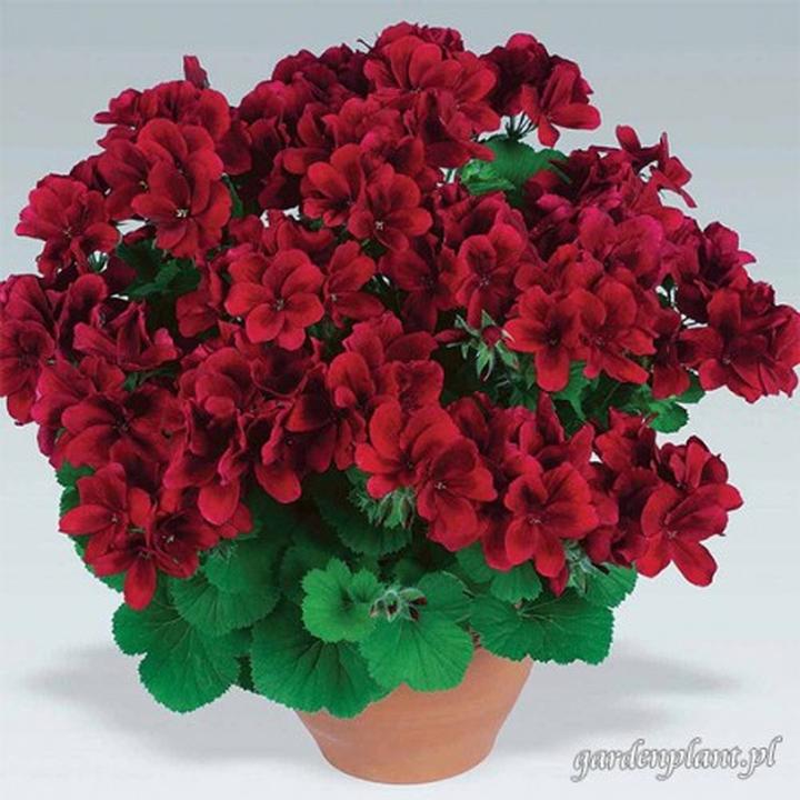 Zabezpieczenie pelargonii przed chłodem