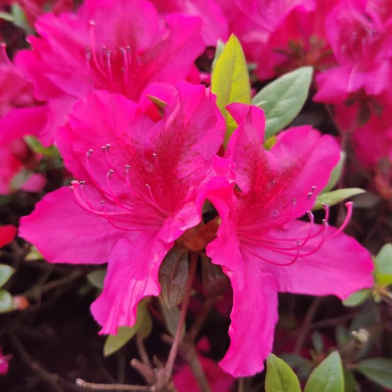 Jak skutecznie uprawiać i pielęgnować azalie w swoim ogrodzie?