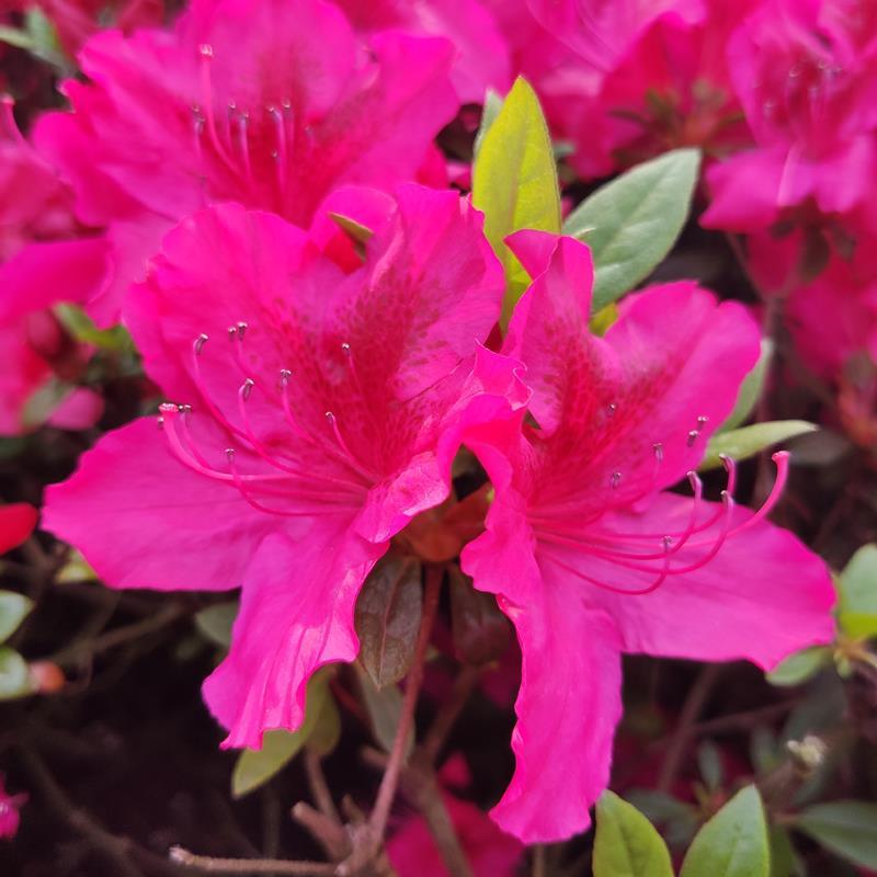 Jak skutecznie uprawiać i pielęgnować azalie w swoim ogrodzie?