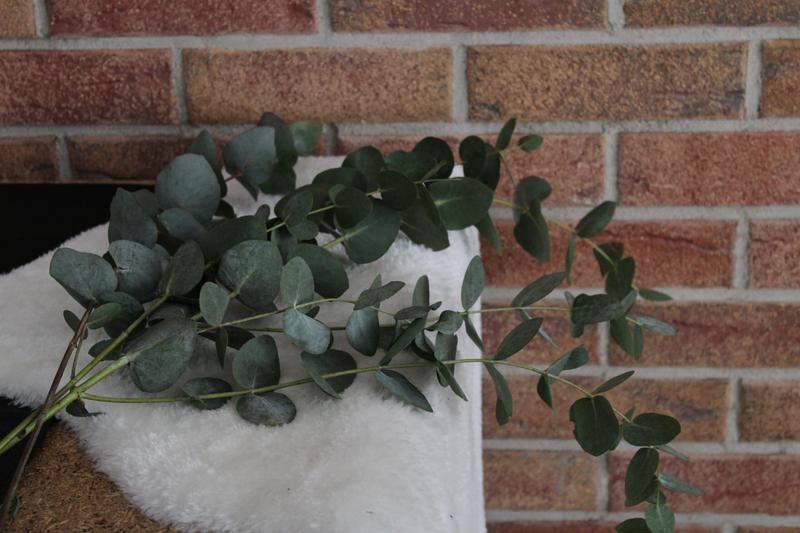 Jak skutecznie uprawiać i pielęgnować eukaliptus w doniczce?