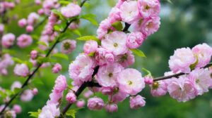 Jak skutecznie uprawiać i pielęgnować migdałowiec trójklapowy? Porady dla ogrodników