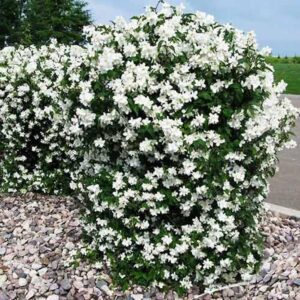 Jasminowiec wonny – jak dbać o uprawę i cieszyć się jego pięknym kwitnieniem?