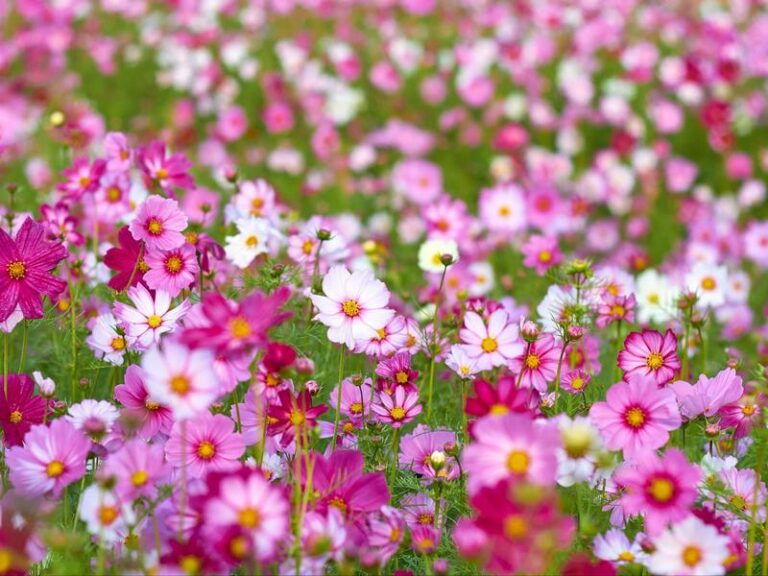 Kiedy siać kosmosy i jak o nie dbać? Praktyczny poradnik dla każdego ogrodnika