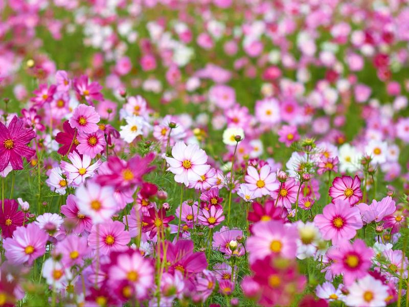 Kiedy siać kosmosy i jak o nie dbać? Praktyczny poradnik dla każdego ogrodnika