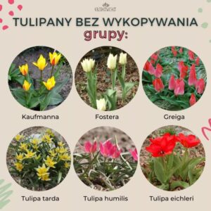 Odkryj piękno kwiatów cebulowych wieloletnich: jakie są ich rodzaje bez konieczności wykopywania?