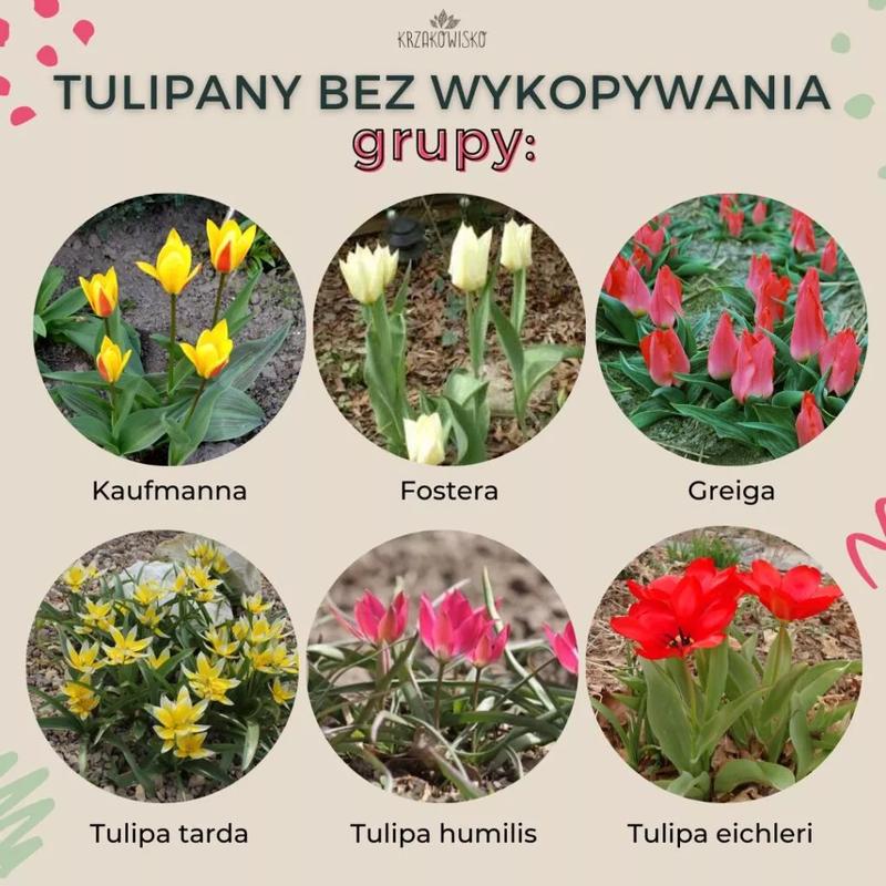 Odkryj piękno kwiatów cebulowych wieloletnich: jakie są ich rodzaje bez konieczności wykopywania?
