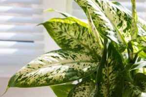 Rośliny doniczkowe do łazienki – które gatunki sprawdzą się najlepiej?