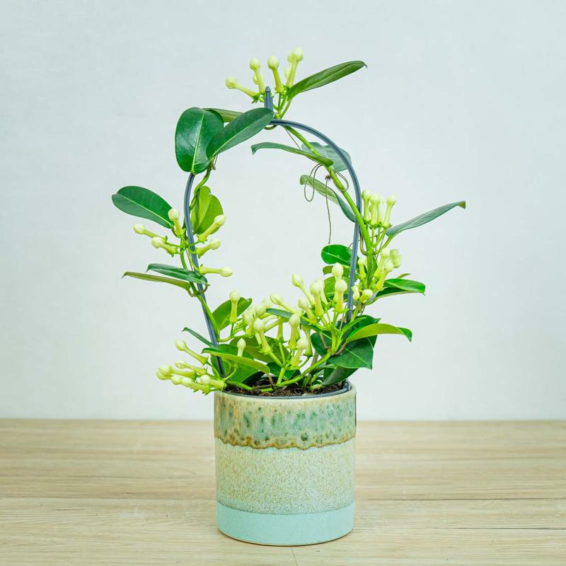 Błędy w pielęgnacji roślin doniczkowych