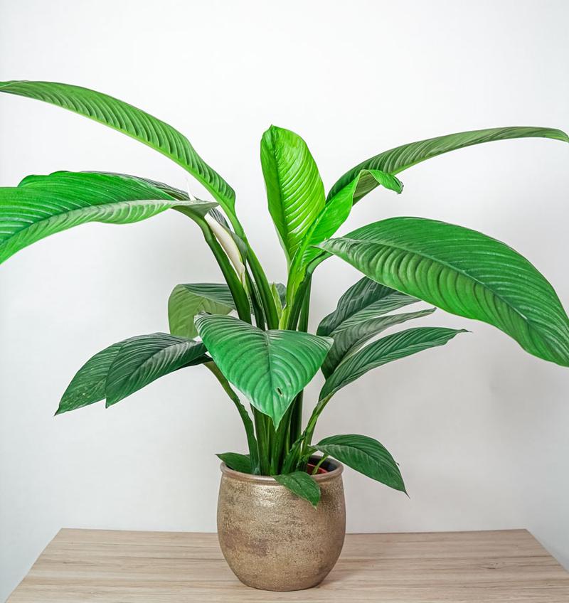 Brak kwitnienia skrzydłokwiatu