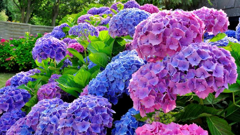 Hortensje w aranżacji ogrodu
