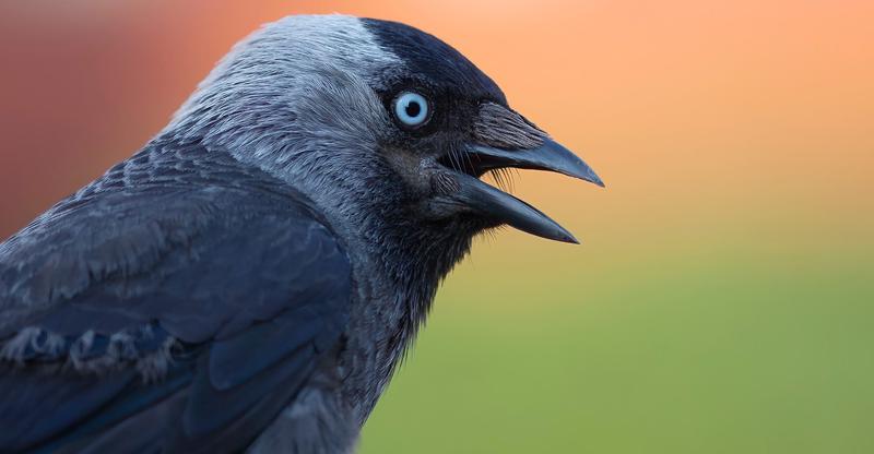 Jak odróżnić kawkę od gawrona