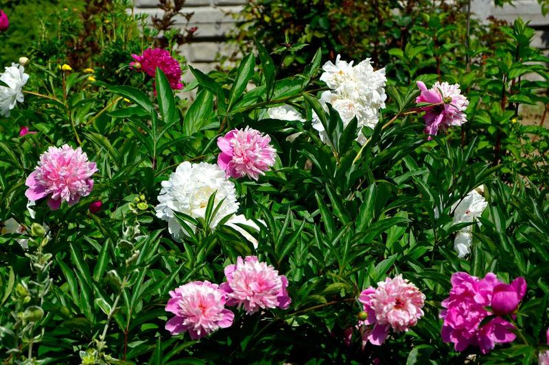 Jak unikać błędów w nawożeniu piwonii