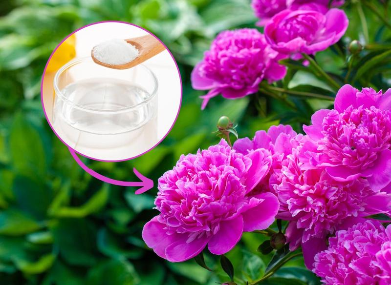 Kiedy nawozić piwonie