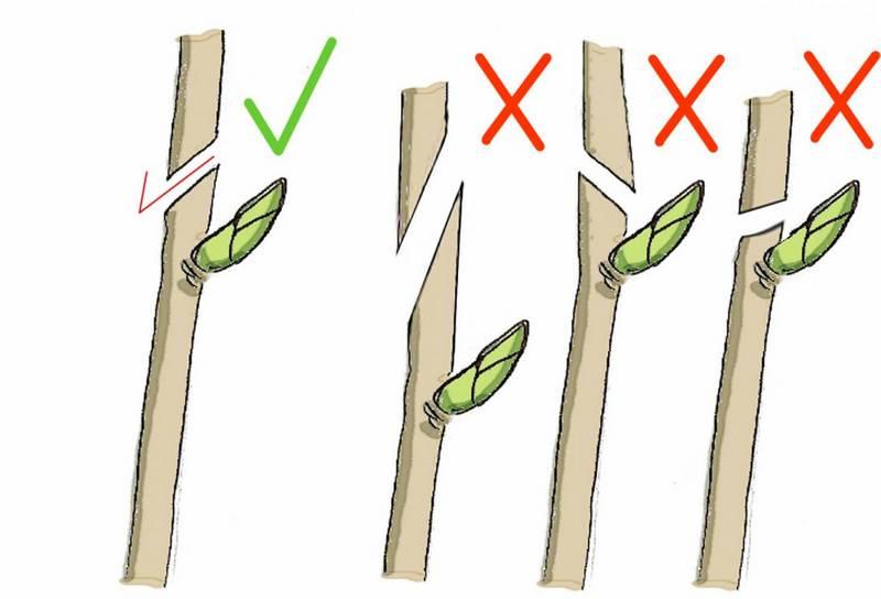 Kiedy przycinać róże