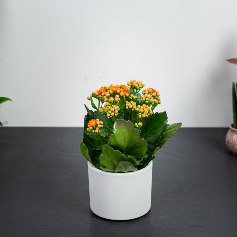 Kwiaty na parapet zewnętrzny