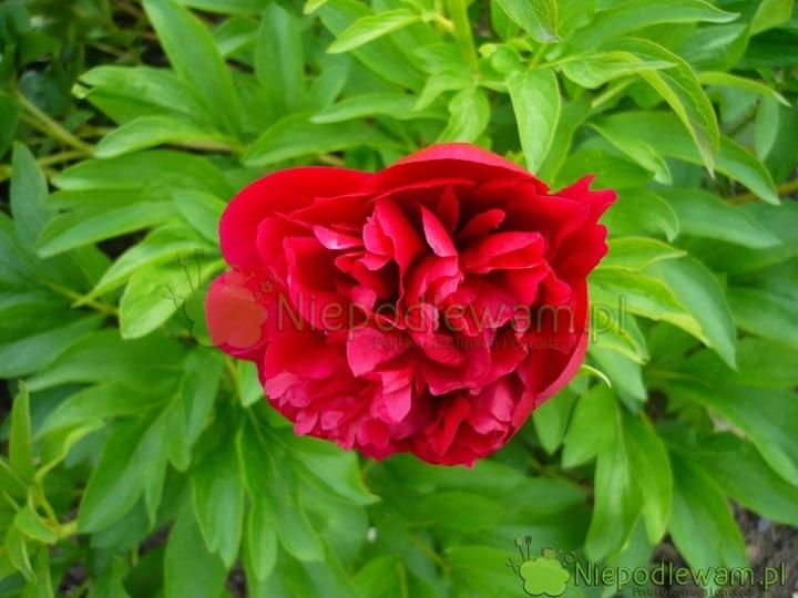 Najlepszy nawóz do piwonii