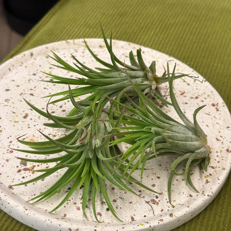 Nawadnianie i nawożenie roślin powietrznych