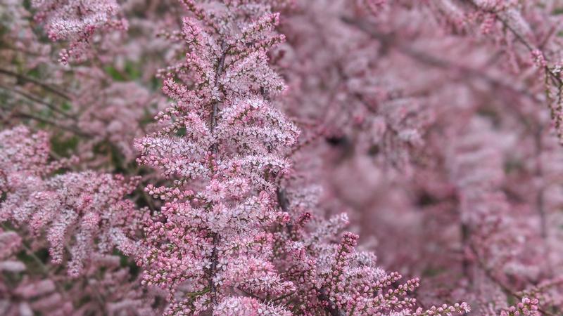 Nawożenie tamaryszka składniki odżywcze
