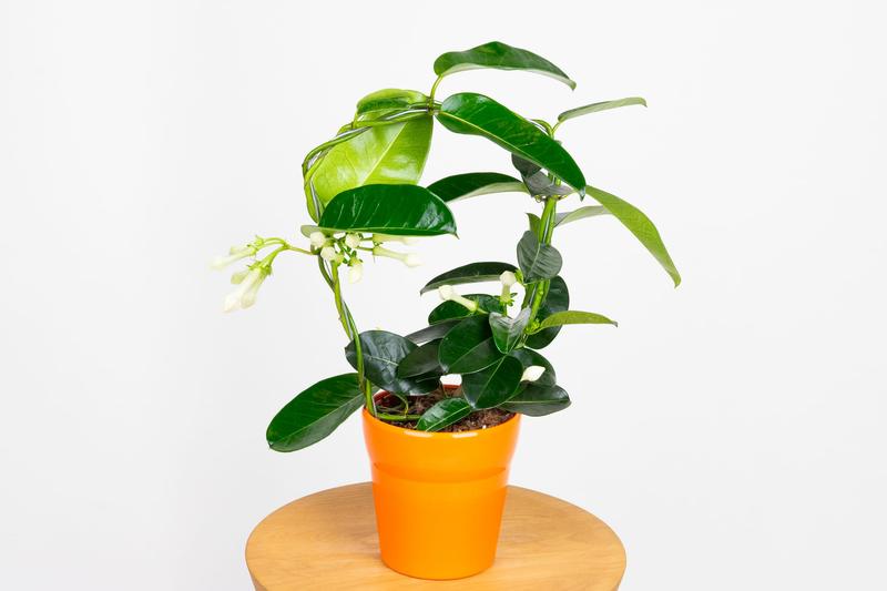 Optymalne warunki dla stefanotisa