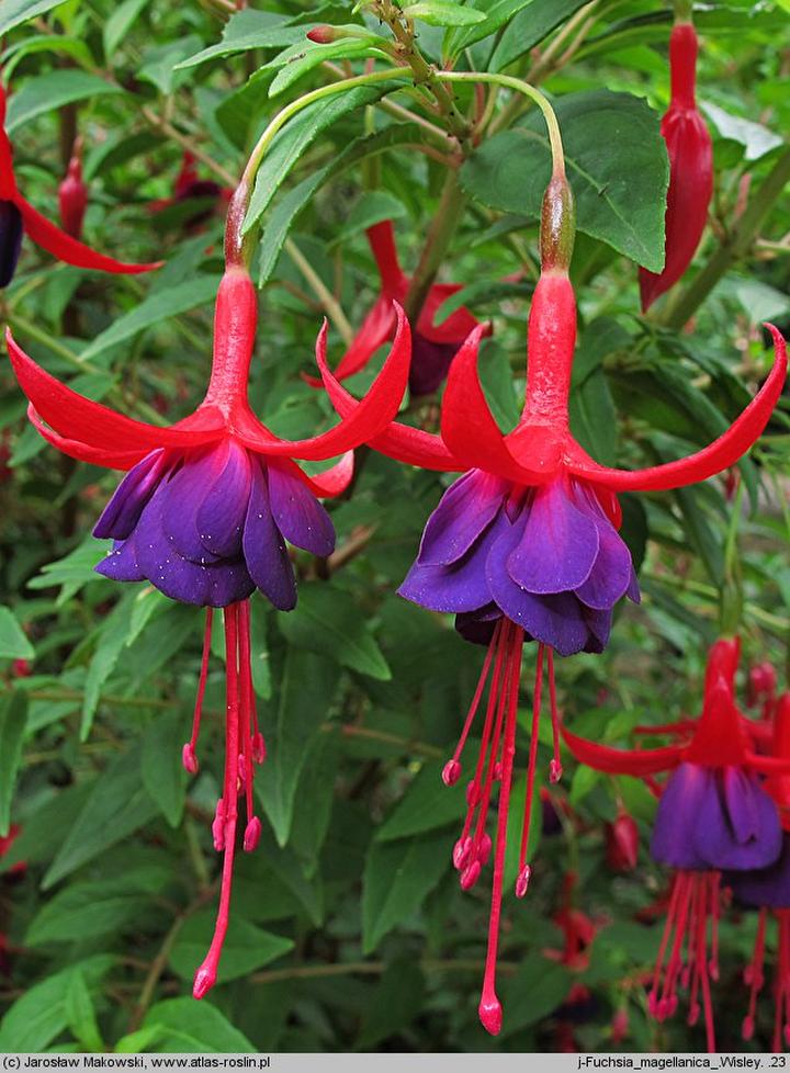 Pielęgnacja fuksji krok po kroku