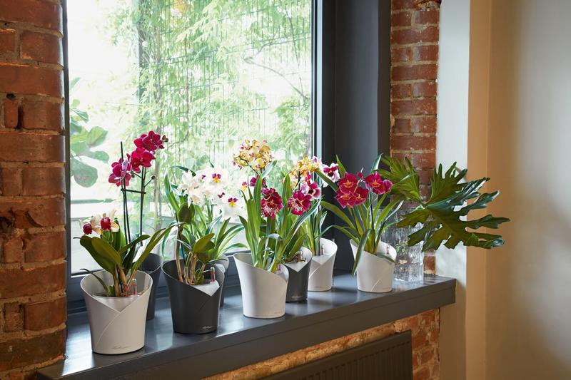 Pielęgnacja roślin na parapecie