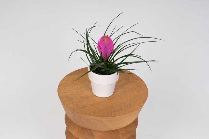 Pielęgnacja tillandsii dla początkujących