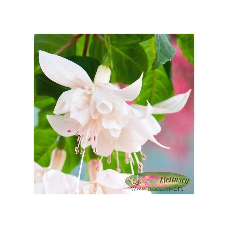 Podlewanie fuksji i nawadnianie