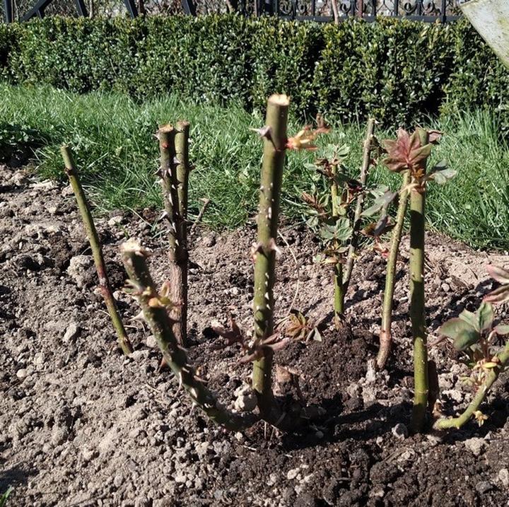 Przycinanie róż po przekwitnieniu