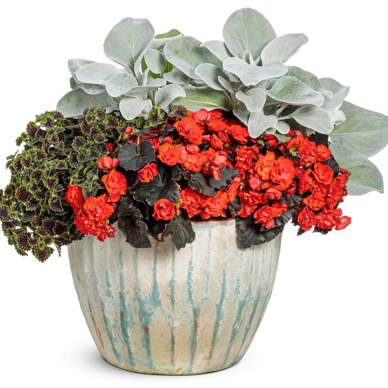 Przygotowanie begonii do zimy krok po kroku