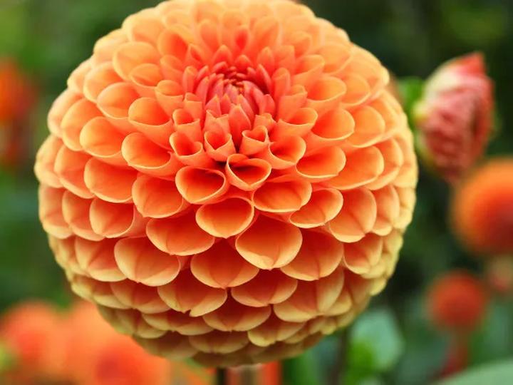 Przygotowanie gleby pod georginie