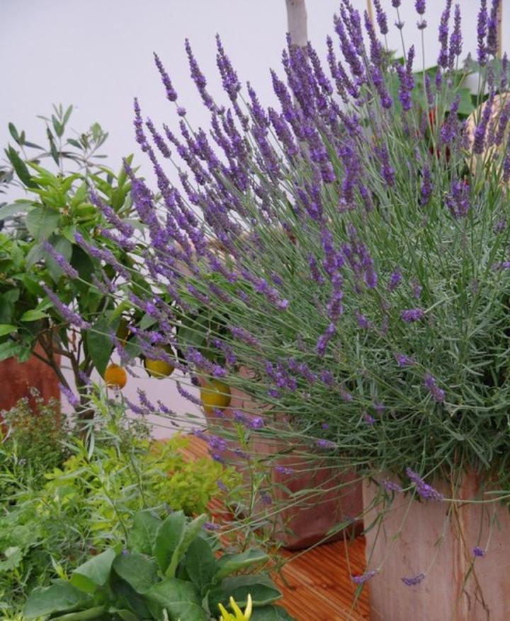 Przygotowanie lawendy na zimę