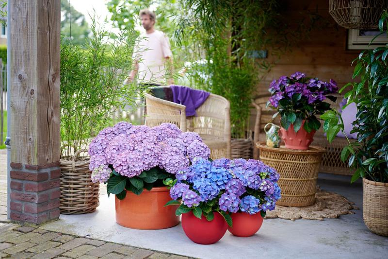 Rodzaje i gatunki hortensji