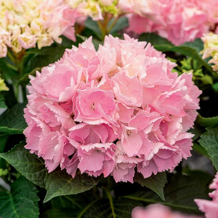 Rośliny okrywowe przy hortensjach